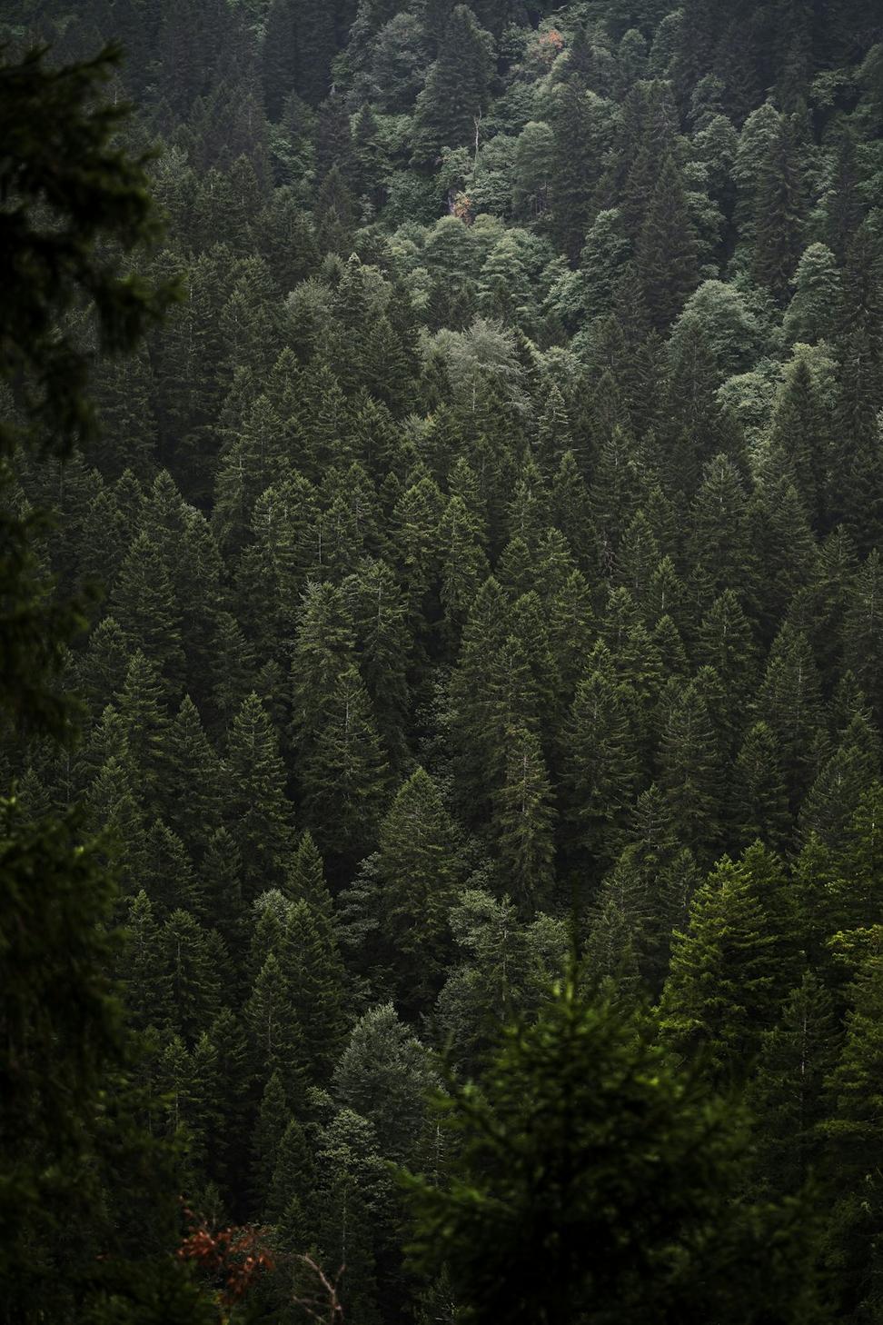 Mountain Wellness